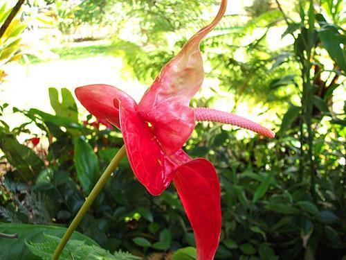 Plante hybride avec une couleur inhabituelle d'inflorescence