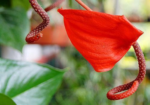 L'anthurium de Scherzer diffère de l'anthurium d'André par la forme de l'inflorescence