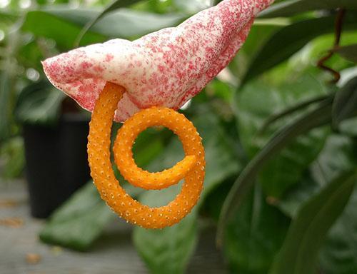 Variétés d'Anthurium Amaretti