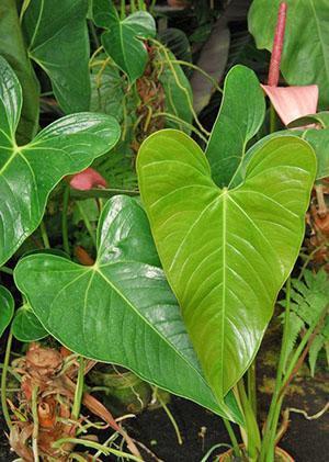 Anthurium Lindenianum