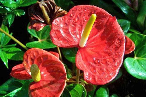 Inflorescences spectaculaires d'anthurium Andre