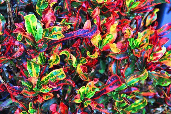 Flor de croton con hojas variegadas rizadas