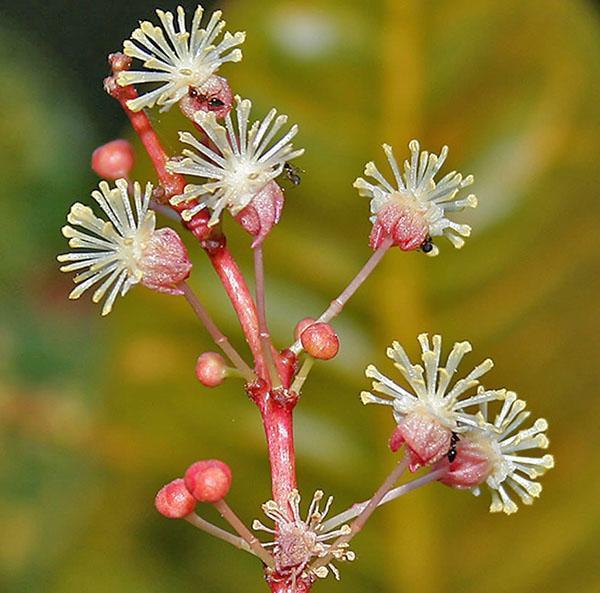 Flores masculinas de Croton