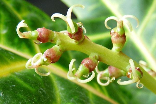 Flores croton hembra