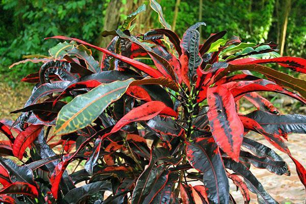 Croton au feuillage rouge et noir