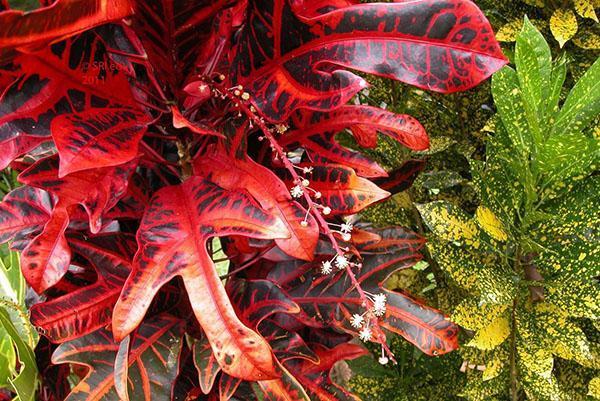 Croton floreciente con hojas de tres lóbulos