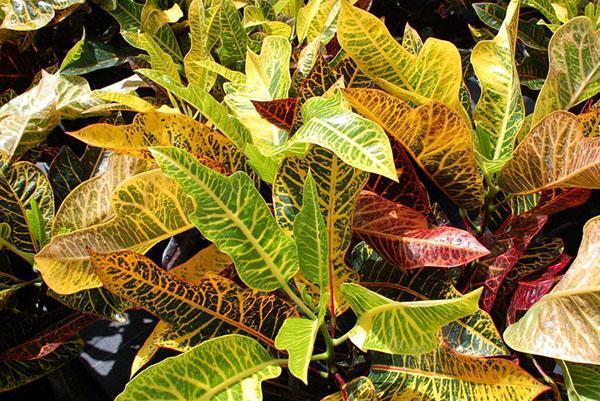 Variedades Croton Excelente