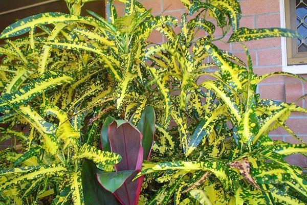 Variedades de Croton Golden Finger