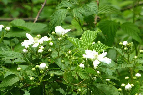 jardín blackberry thornfree en flor