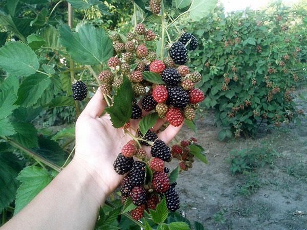 maduración gradual de moras sin espinas