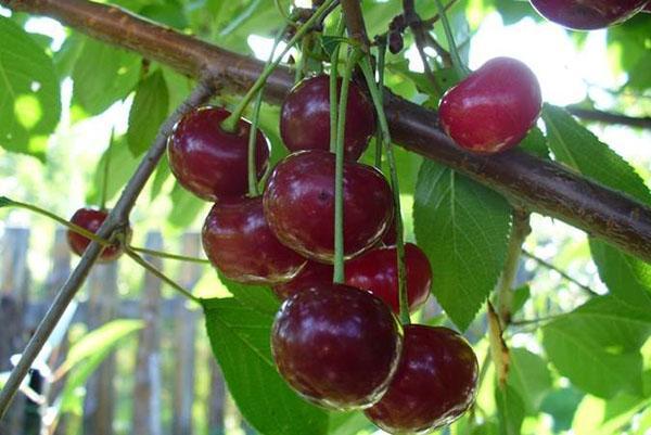 cosecha en brotes anuales