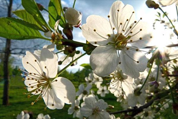 fleurs de cerisier