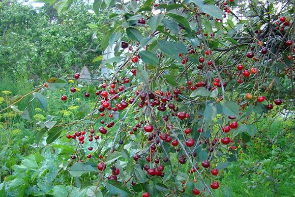 variedad de cereza vladimirskaya