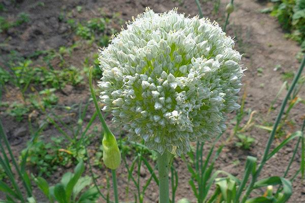 allium sativum