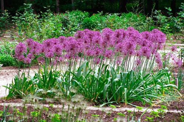 soins d'allium