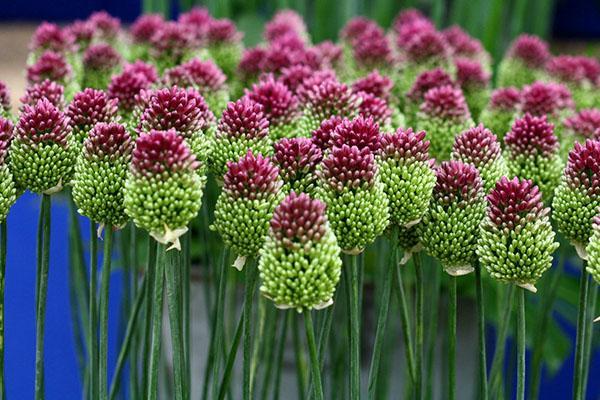 Allium Sphérocéphale