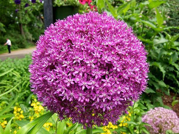 gladiateur allium