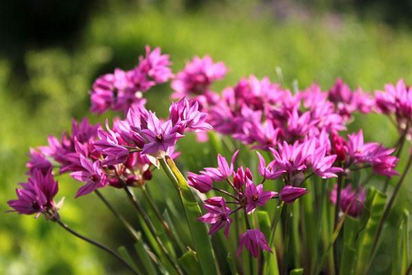 allium la citadine