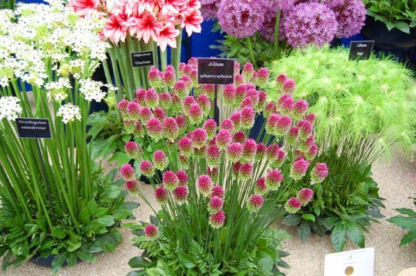 allium de différentes variétés