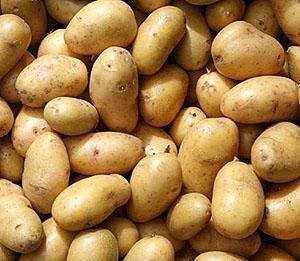 pommes de terre Lasunok