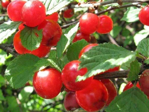 variedad rosa fructífera