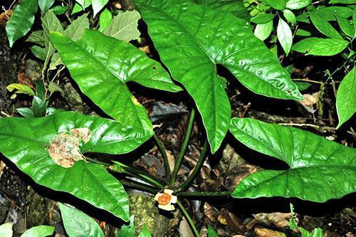 Alocasia boyceana