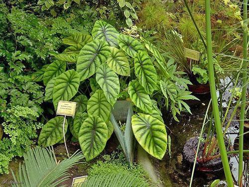 Alocasia clypeolata