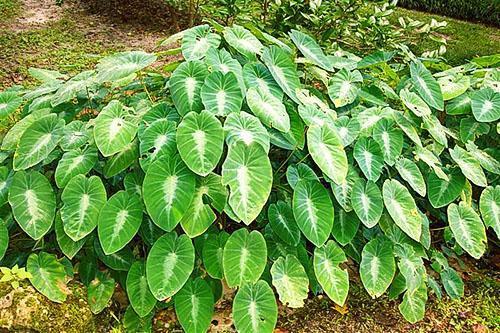 Alocasia fallax