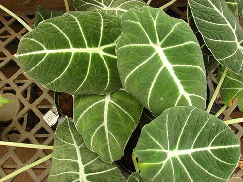 Alocasia reginula