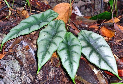 Alocasia reversa