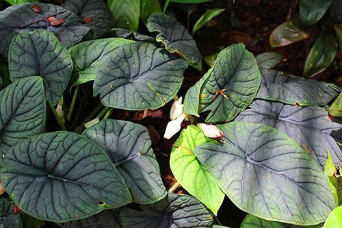 Alocasia melo