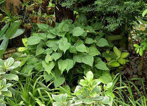 Alocasia cucullata