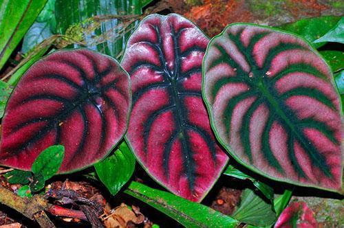 Alocasia cuprea