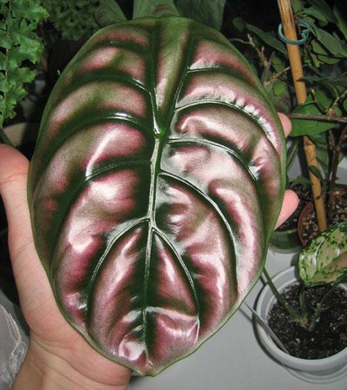 Alocasia rojo cobre