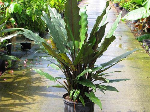 Alocasia lauterbachiana