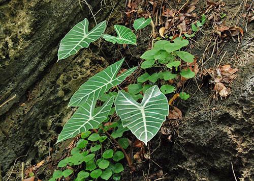 Alocasia Lowe