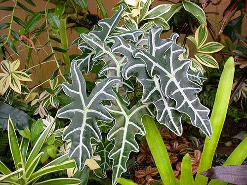 Alocasia sanderiana