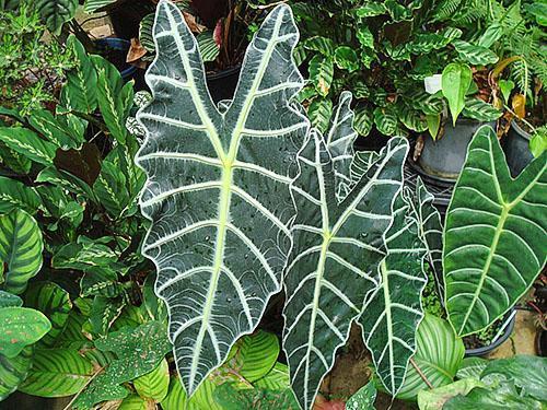 Alocasia amazonienne