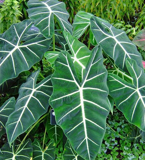 Alocasia micholitziana