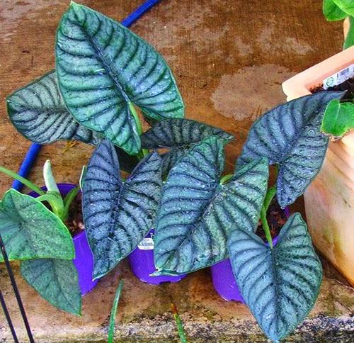 Nébuleuse d'Alocasia