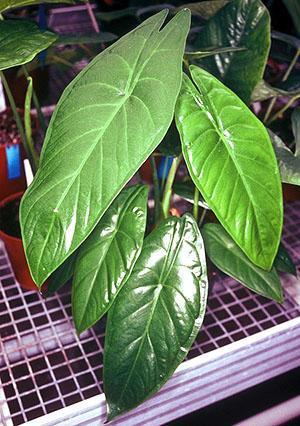 Alocasia acuminé