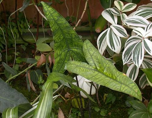 Alocasia zebrina