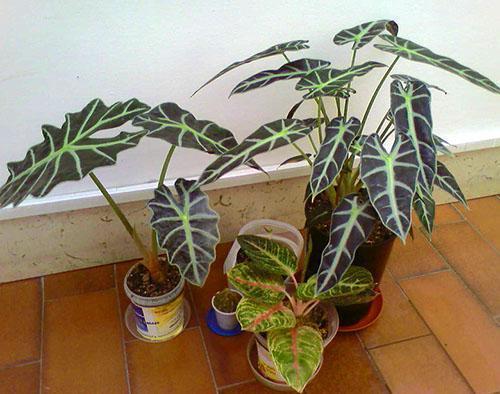 Alocasia à l'intérieur de la maison