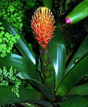 Guzmania Konifera