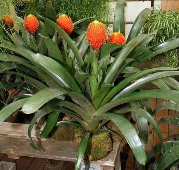 Flor brillante de Guzmania Konifer