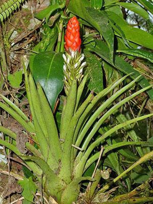 Guzmania de una sola cabeza