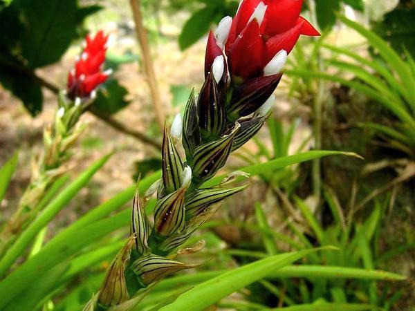 Al final de la floración, la guzmania forma cajas de frutas.