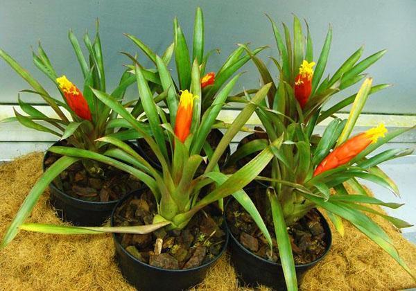 Guzmania nicaragüense