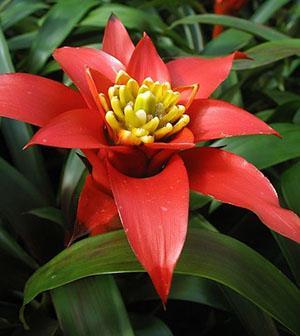 Caña de Guzmania