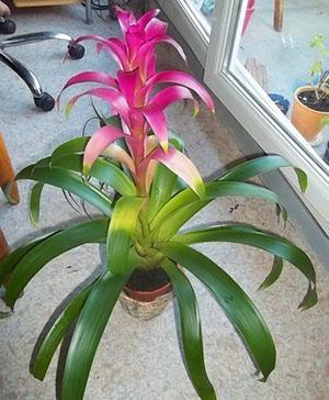 Tempo de Guzmania